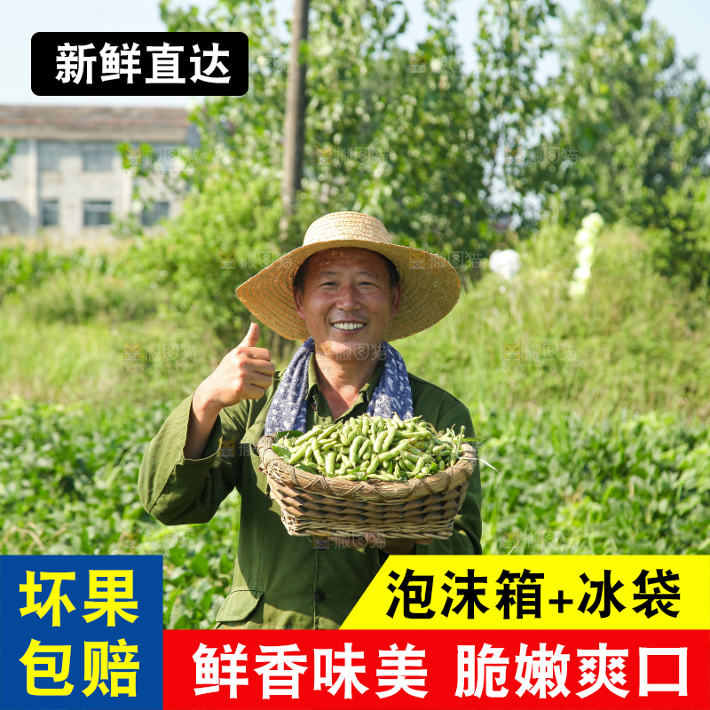 手里拿着现摘毛豆