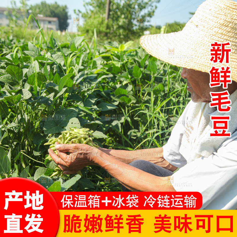 手里拿着现摘毛豆