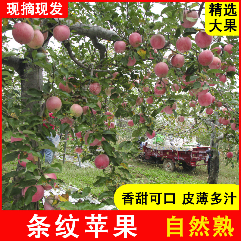 树上的条纹苹果