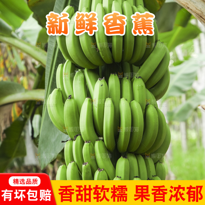 树上的新鲜香蕉