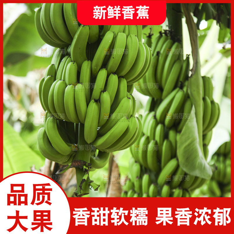 树上的新鲜香蕉