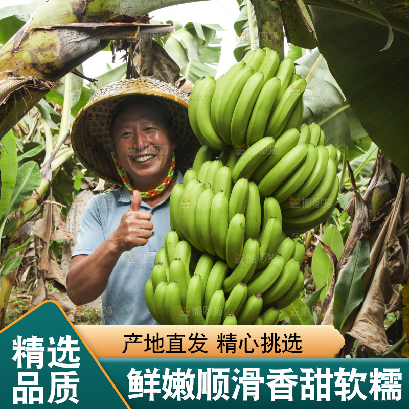 树上的新鲜香蕉