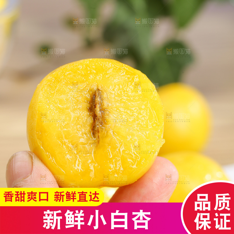 浅底上的小白杏
