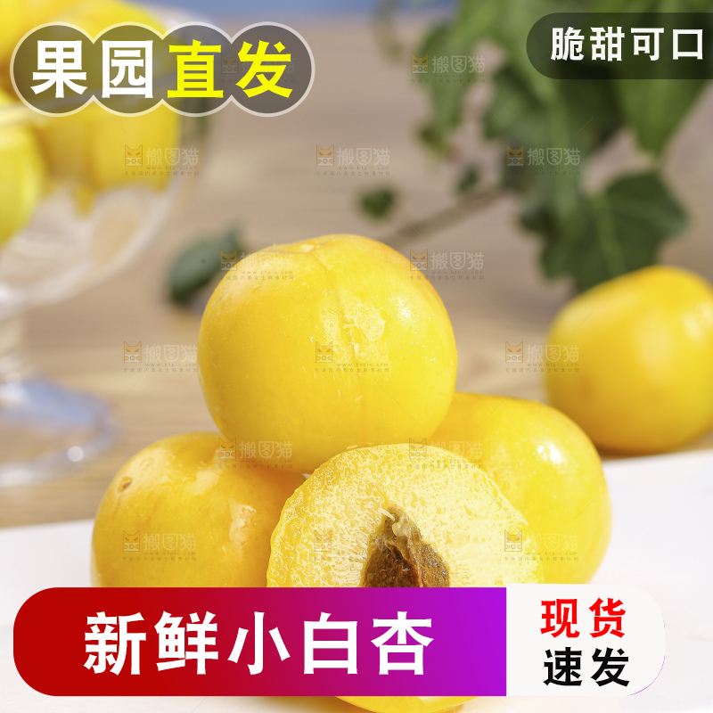 浅底上的小白杏