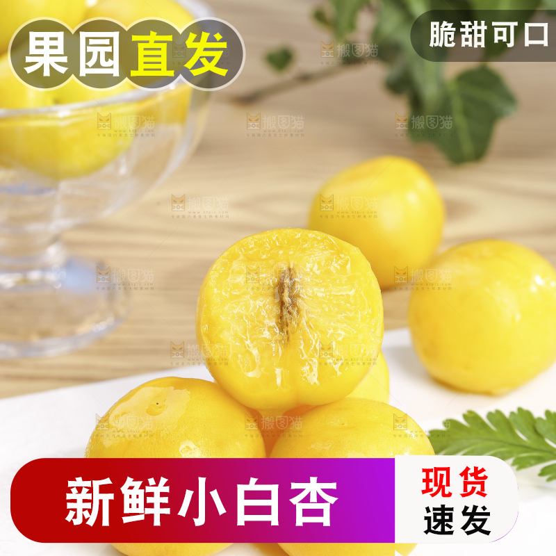 浅底上的小白杏