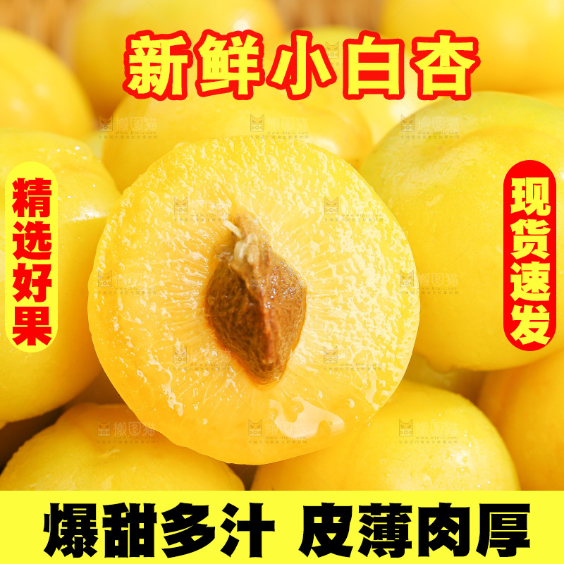 浅底上的小白杏