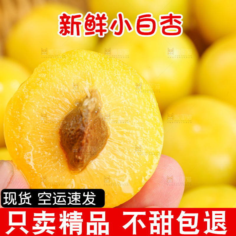 浅底上的小白杏