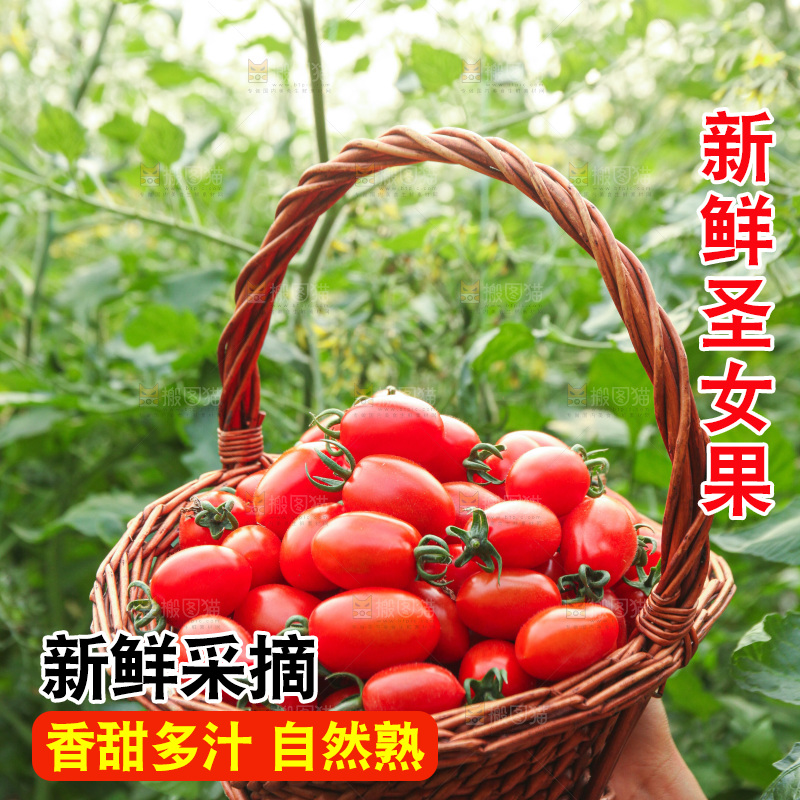 手里拿着新鲜圣女果