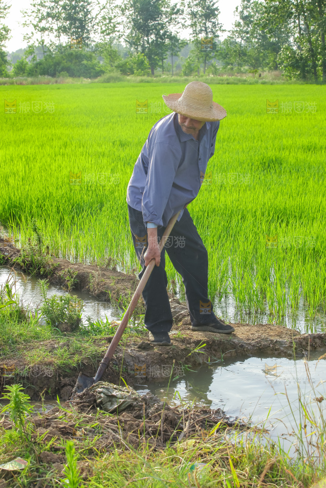 农民在田里插秧