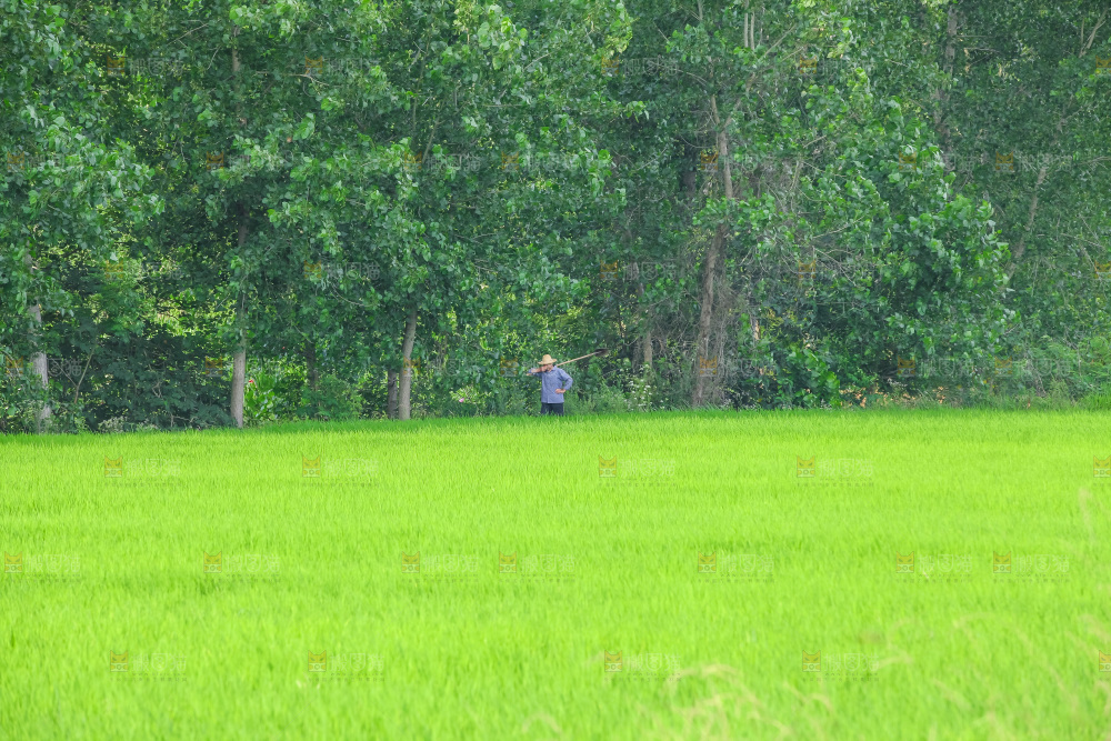 农田里种植的水稻