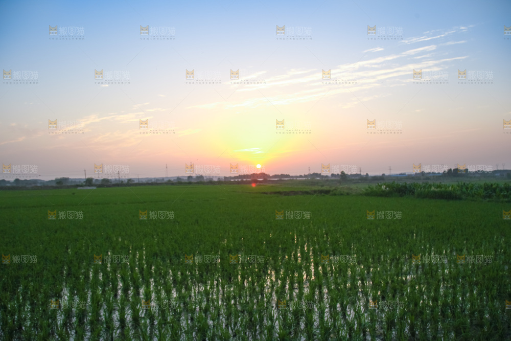 农田里种植的水稻