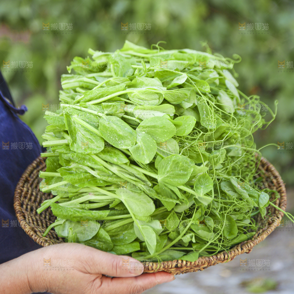 浅底上的豌豆尖
