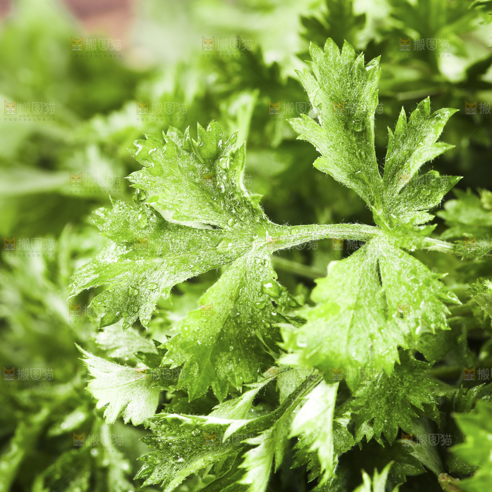 艾草