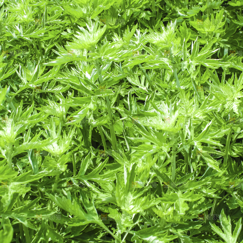 手里拿着新鲜艾草