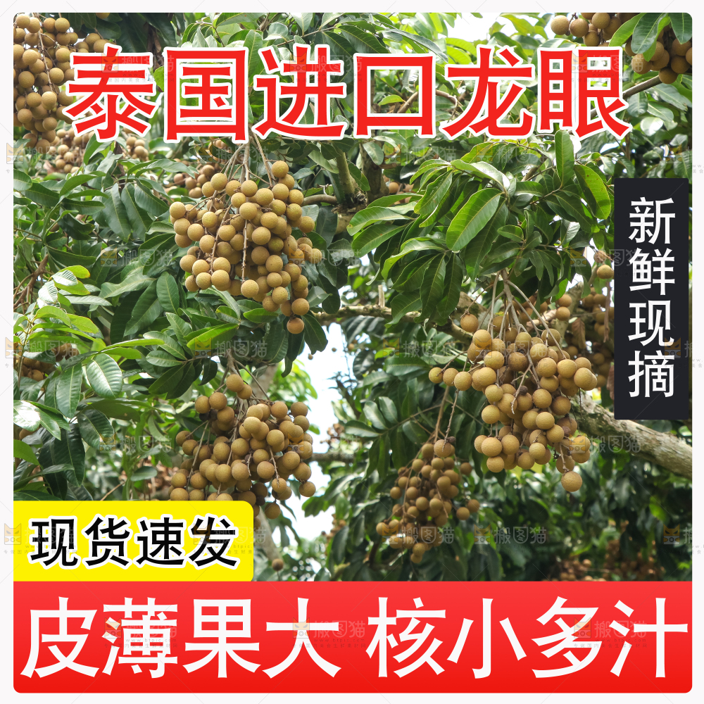 泰国龙眼主图