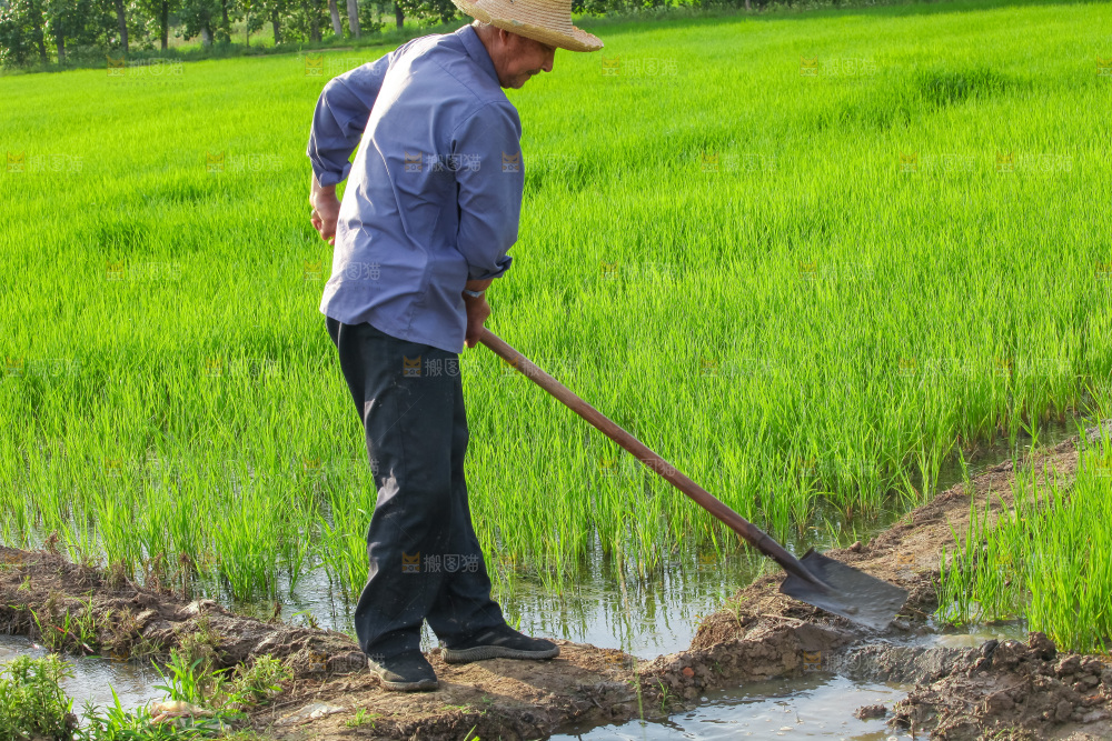 农民在田里插秧