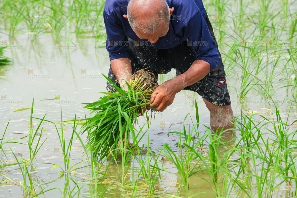 农民在田里插秧