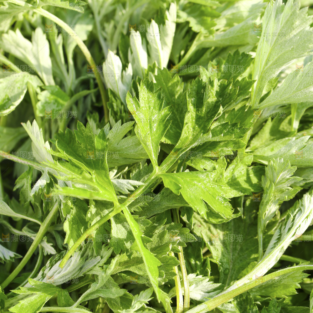 艾草