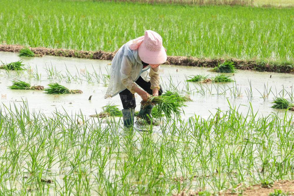 农民在田里插秧