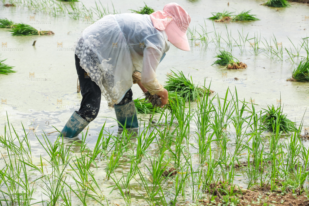 农民在田里插秧