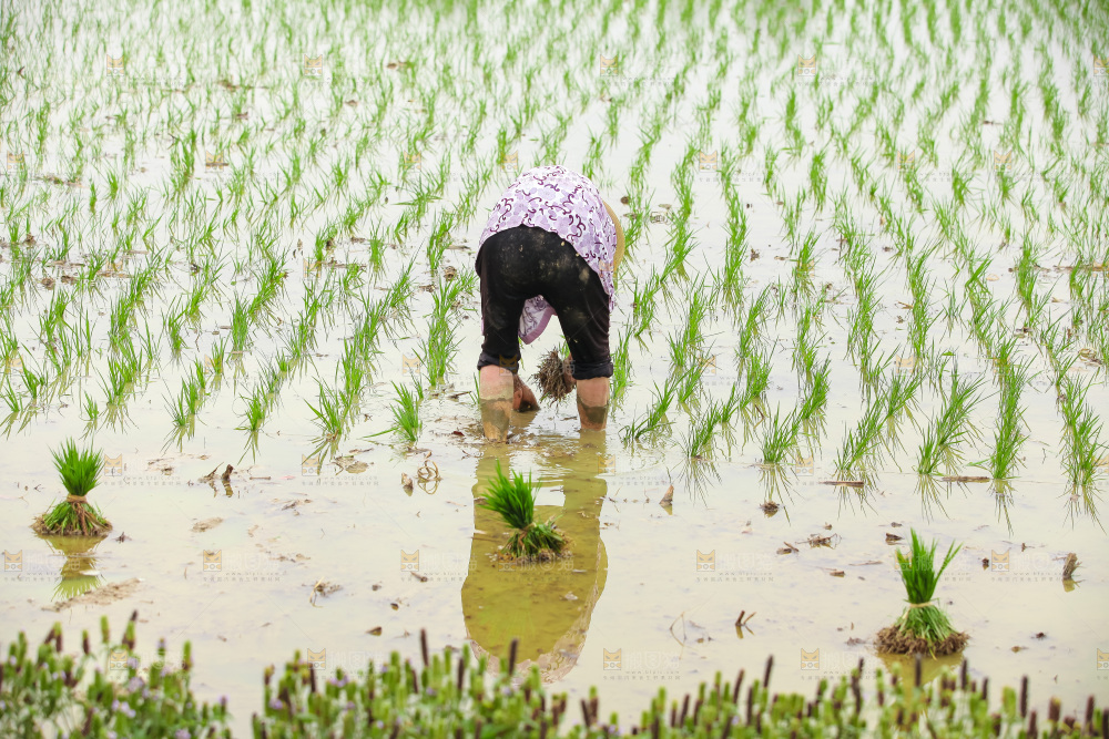 农民在田里插秧