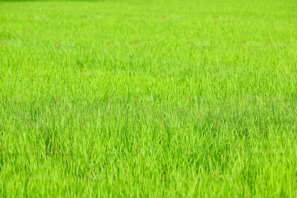 农田里种植的水稻