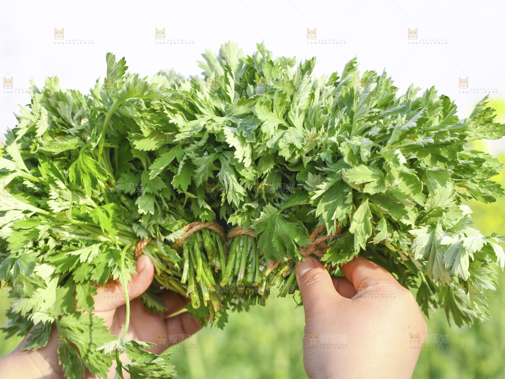 手里拿着新鲜艾草