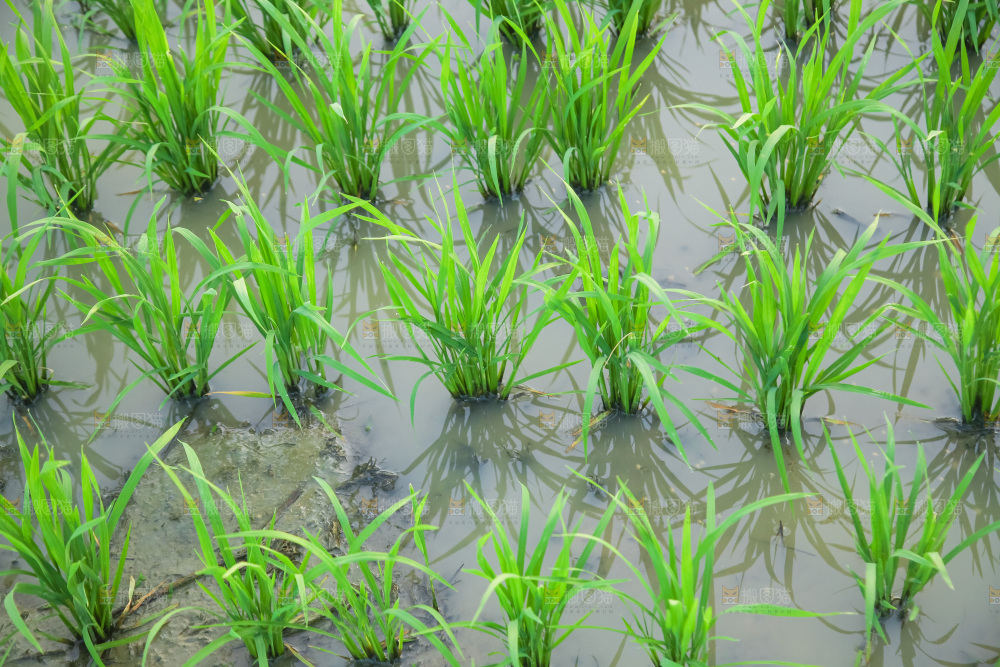 农田里种植的水稻