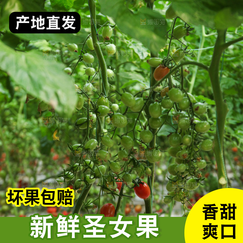 番茄藤上的小番茄
