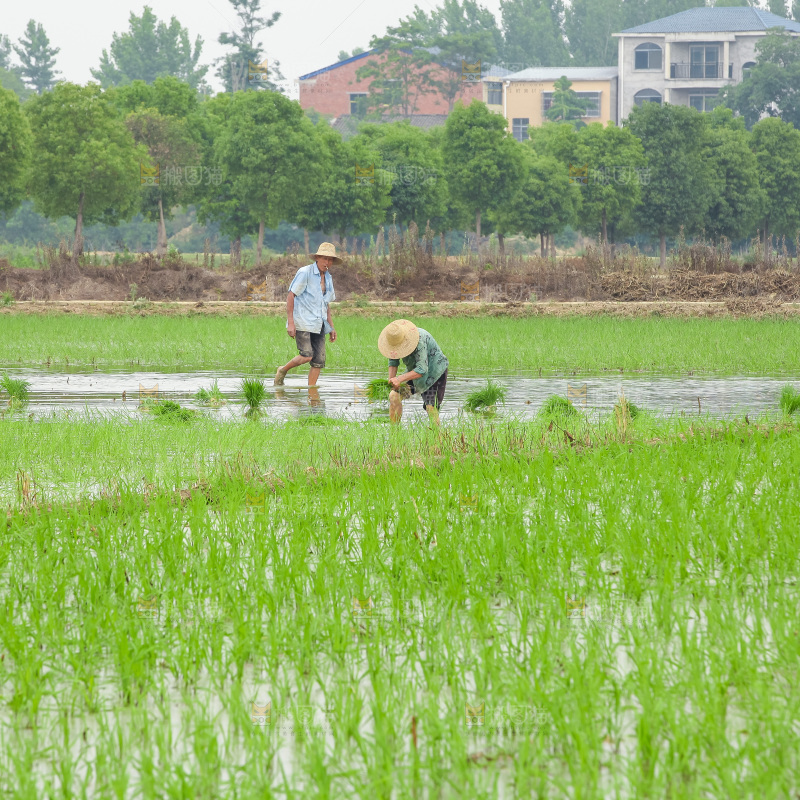 农民在田里插秧