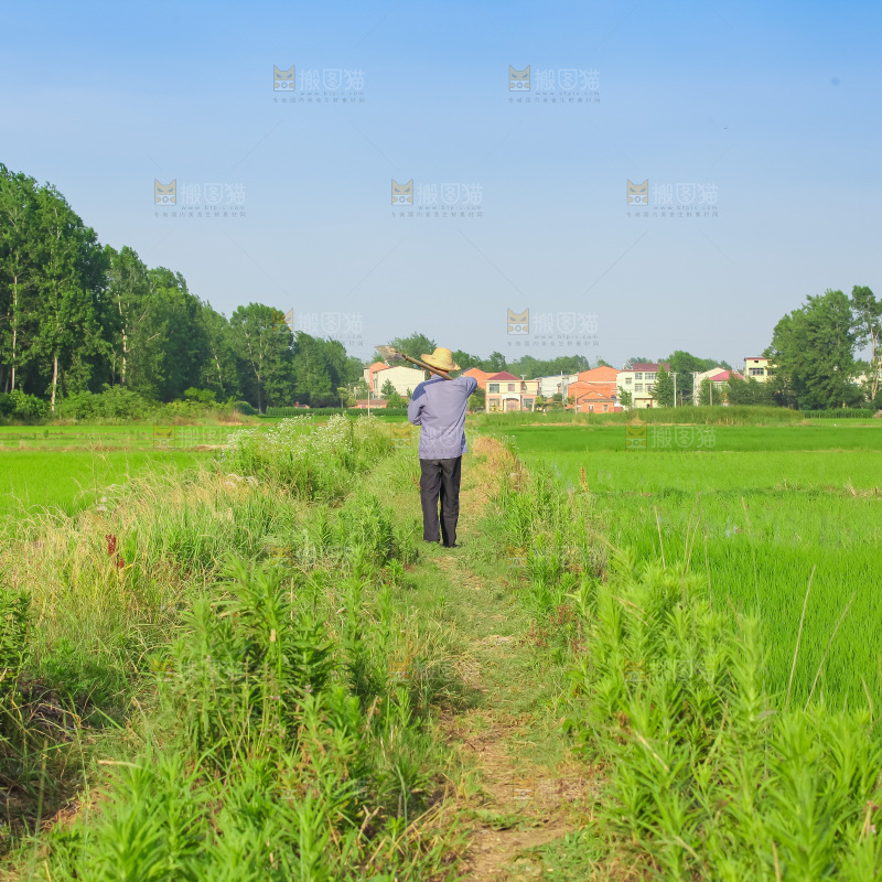 农田里种植的水稻