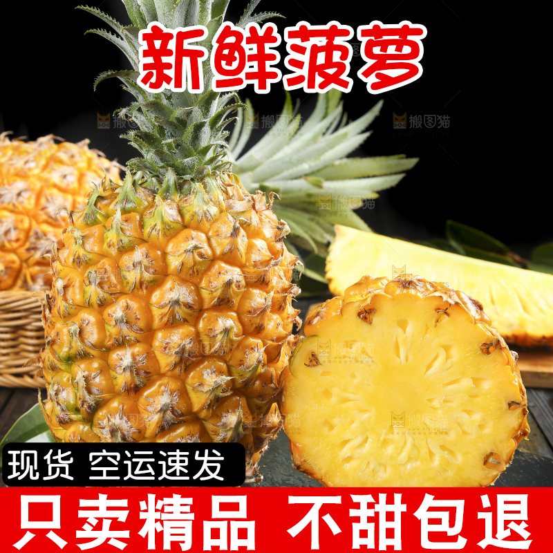 深底上的徐闻菠萝