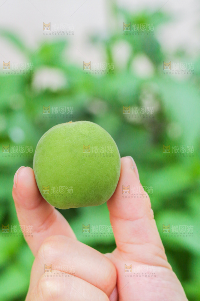 手里拿着新鲜青梅