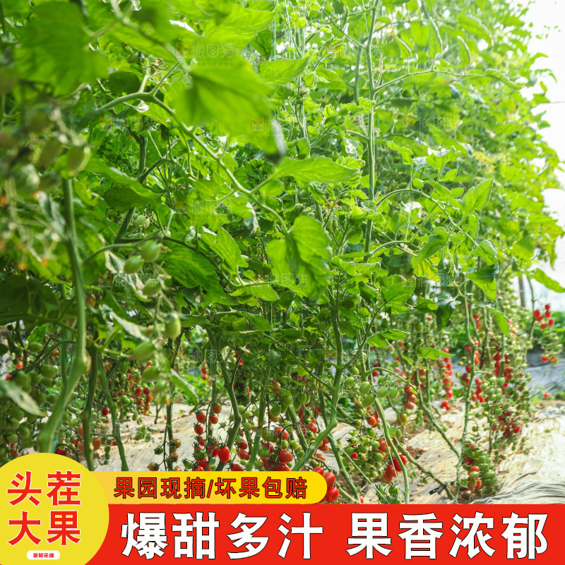 番茄藤上的小番茄