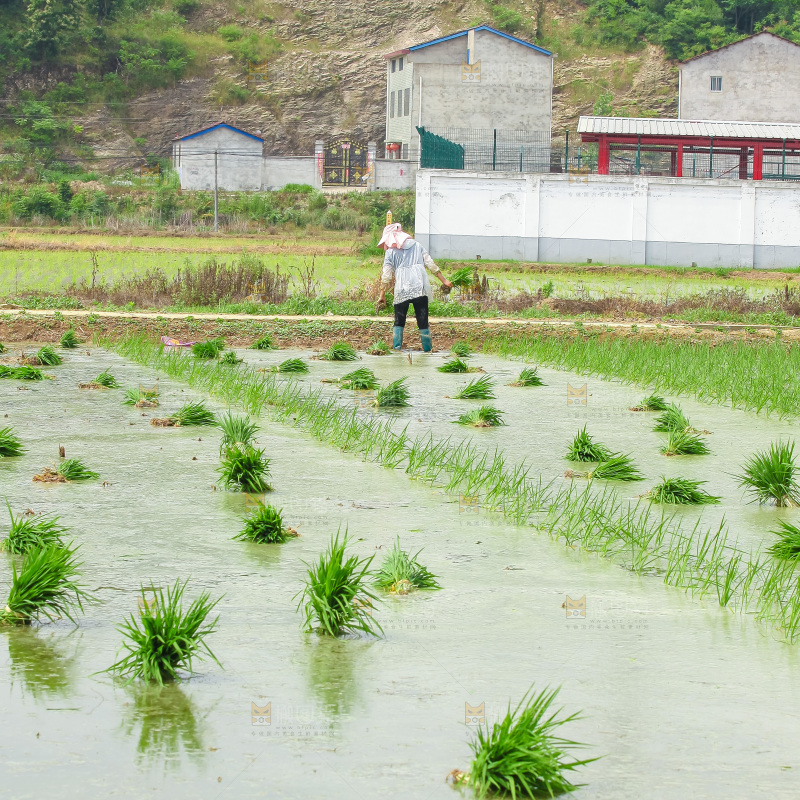 农民在田里插秧