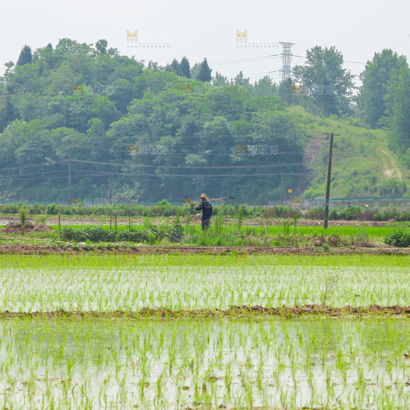 农民在田里插秧