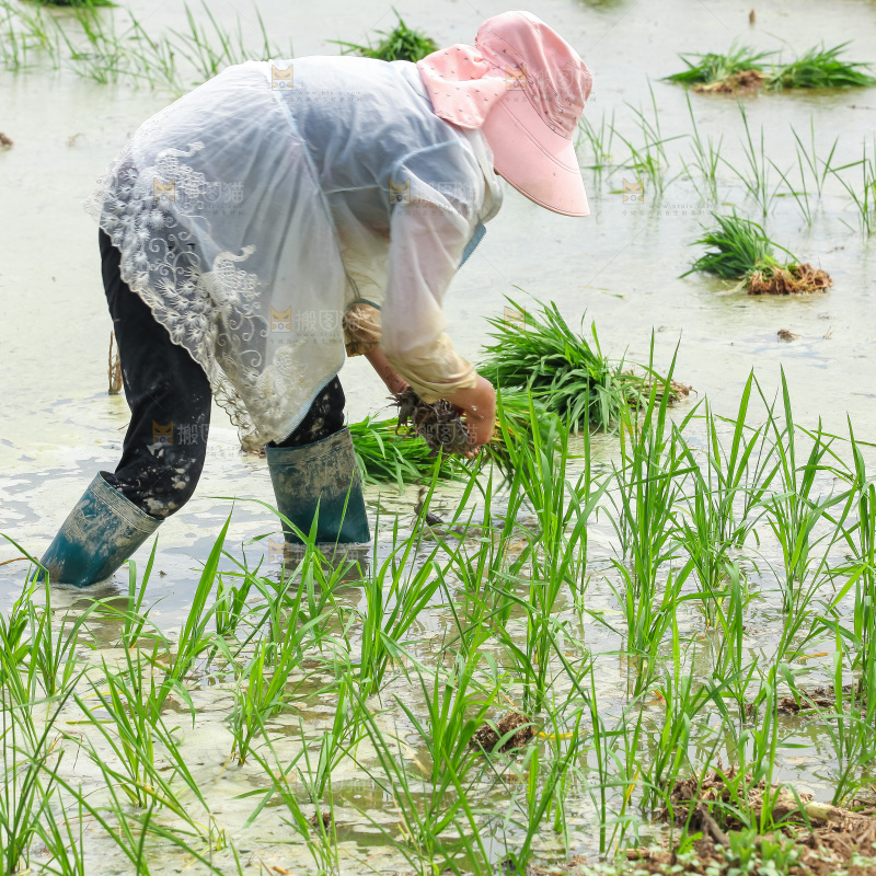 农民在田里插秧