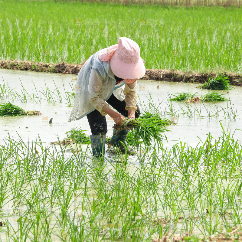 农民在田里插秧