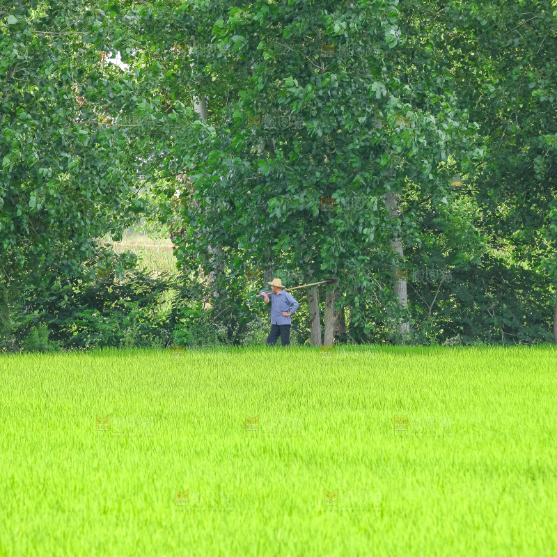 农田里种植的水稻