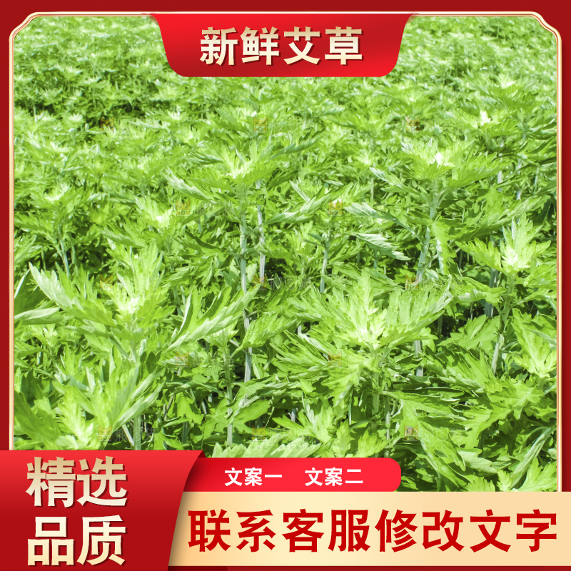 手里拿着新鲜艾草