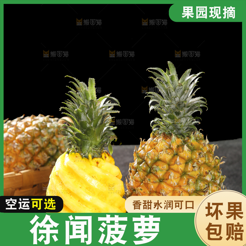 深底上的徐闻菠萝