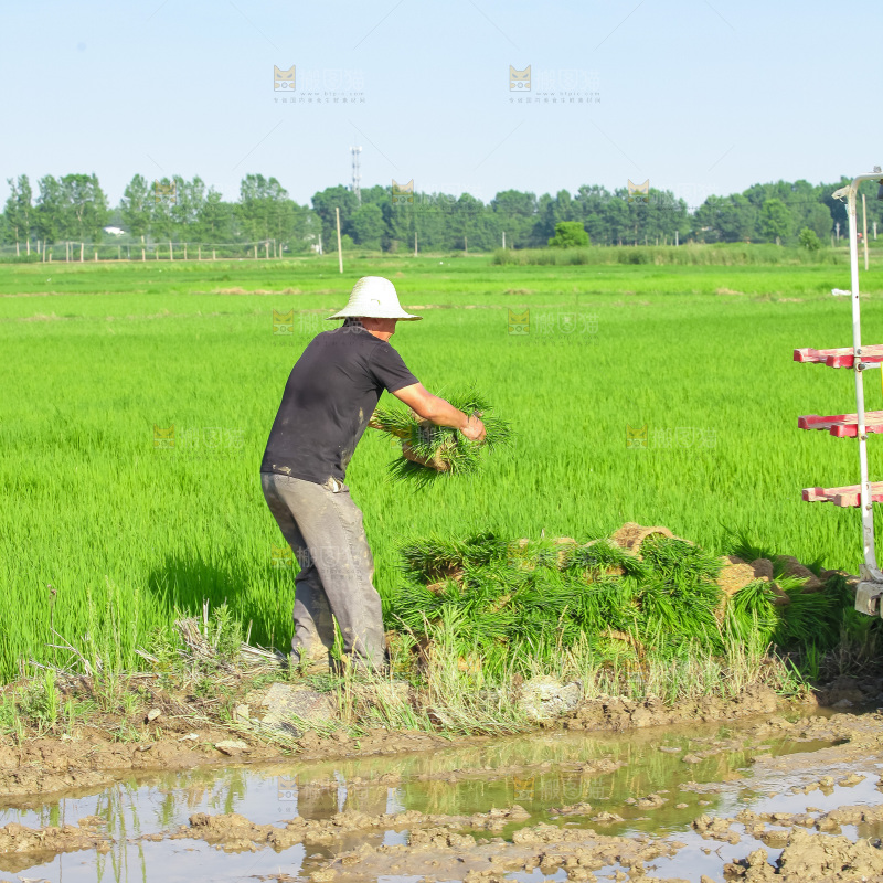 农民在田里插秧