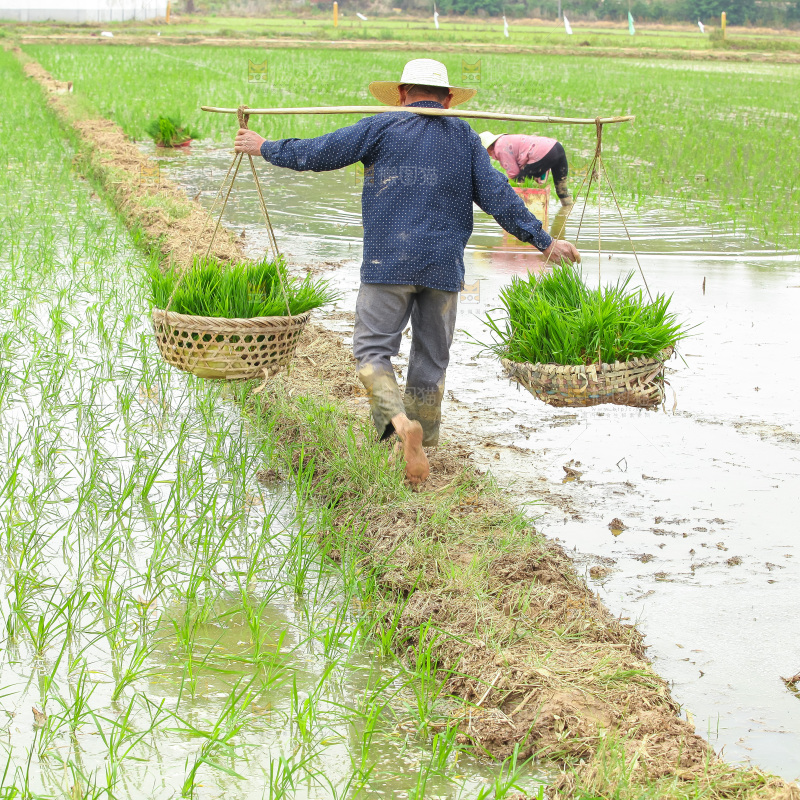 农民在田里插秧