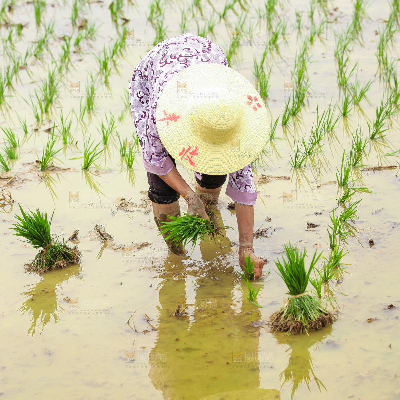 农民在田里插秧