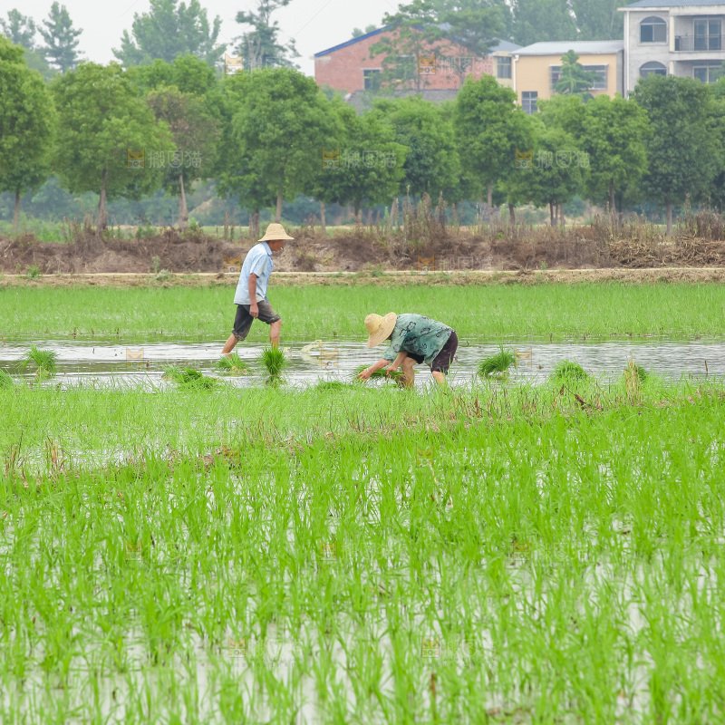 农民在田里插秧