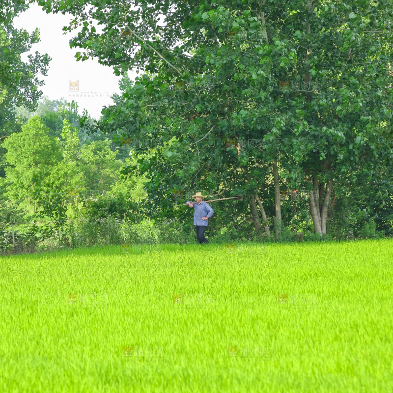 农田里种植的水稻