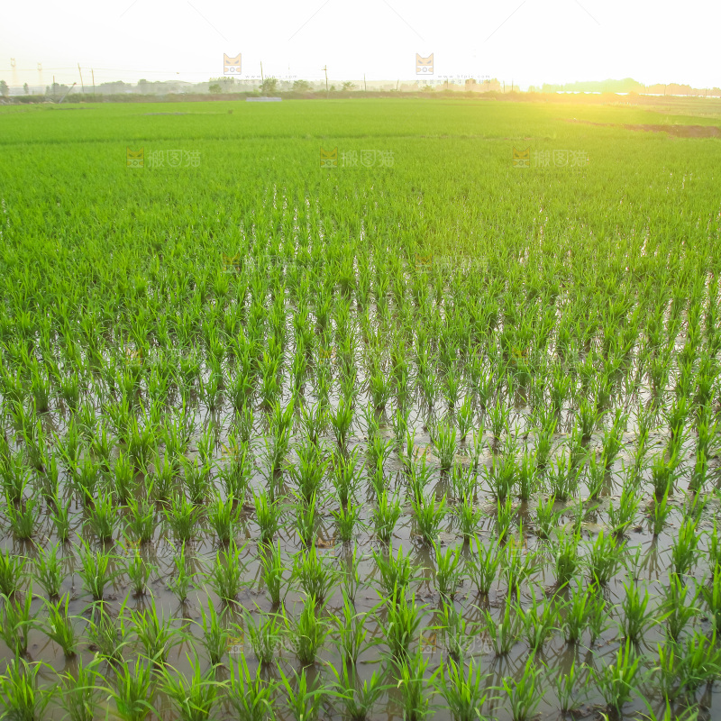 农田里种植的水稻