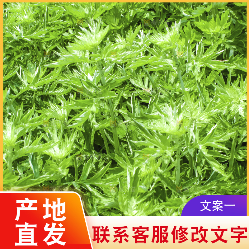 手里拿着新鲜艾草