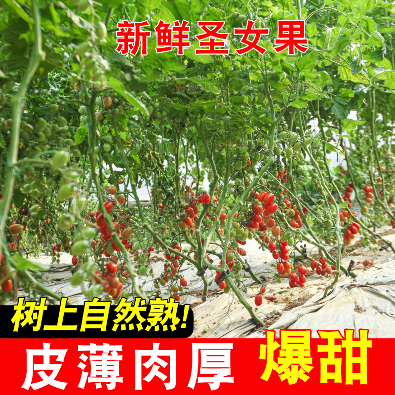 番茄藤上的小番茄