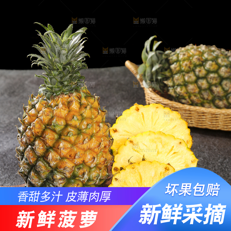 深底上的徐闻菠萝